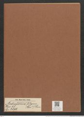 Ardissonia fulgens (Grev.?) Grun. (de-Toni-Nr.: Genus 68, Species 2676) Zeichnungen Sammlung Grunow Mappe 02885 (Herbarium_W_Grunow_drawings_Folder_02885)